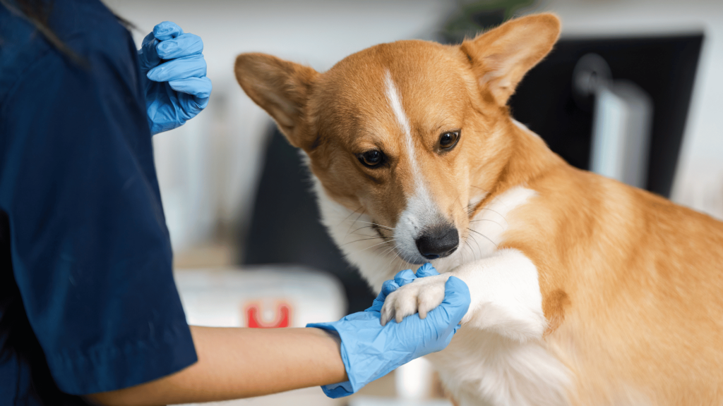 Veterinary Clinics